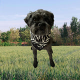 Mini Jane Zebra Black & White Silk Scarf